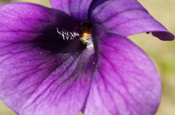 跡見群芳譜(野草譜 スミレ)